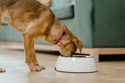 Holistic Veterinary Care: The Best Diet to Feed Your Pet for a Strong Heart!