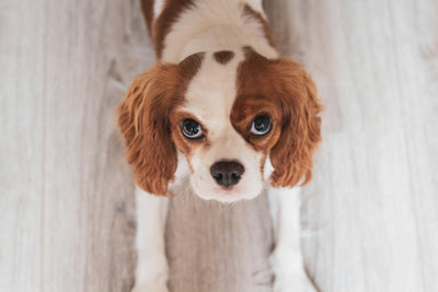 5 Powerful Foods to Boost Your Pet's Heart Health